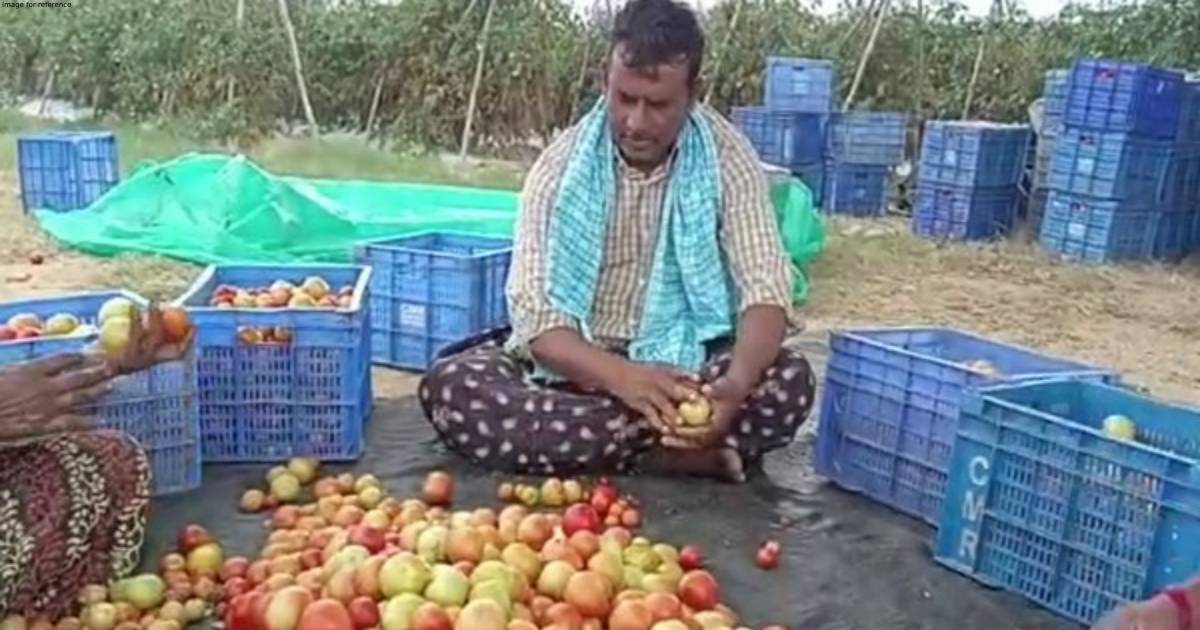 Andhra farmer claims he earned Rs 3 crore by selling tomatoes in Chittoor